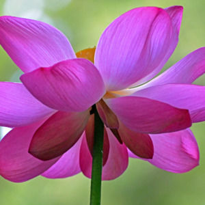 Meet your Posher, Katia